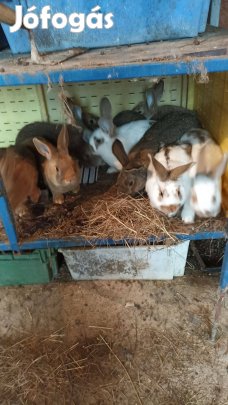 Eladó nyulak