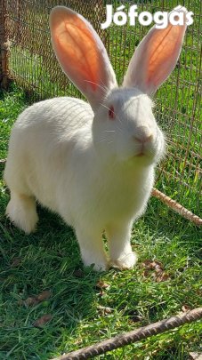 Eladó nyulak