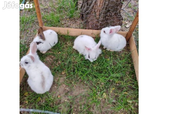 Eladó nyulak