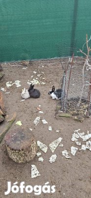 Eladó nyúlak