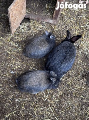 Eladó nyulak
