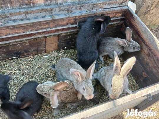 Eladó nyulak 