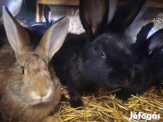 Eladó nyulak!