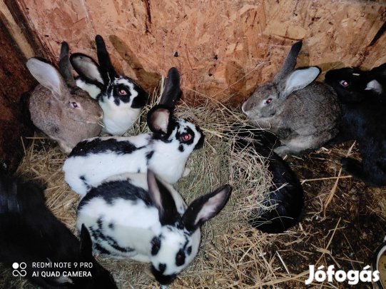 Eladó nyulak vágásra vagy tovább tartására 