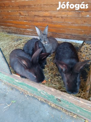 Eladó nyuszi akár húsvétra is 2.5hónaposak