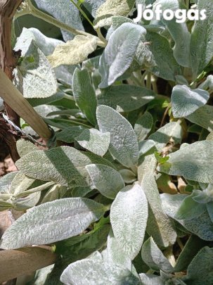 Eladó nyuszifül kerti évelő növény