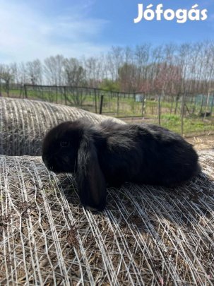 Eladó nyuszik