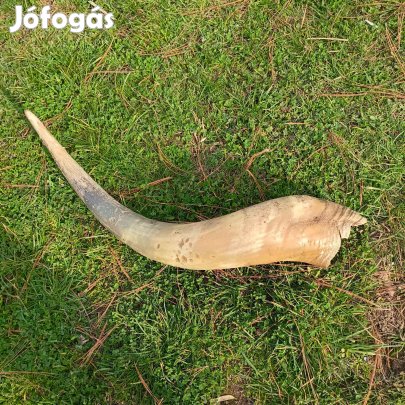 Eladó ökör szarv!