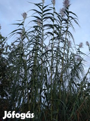 Eladó olasznád