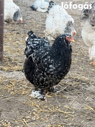 Eladó óriás brahma család 