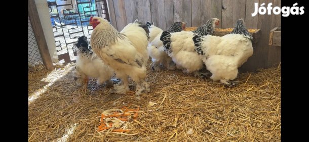 Eladó óriás brahma tojás 