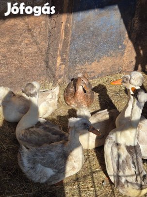 Eladó oriás búbos kacsák