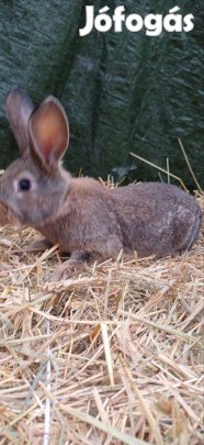 Eladó óriás süldő nyulak