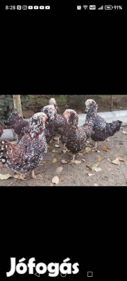 Eladó orloff orosz tyúkok Lentiben! 