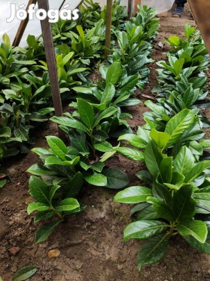 Eladó örökzöld Novita babérmeggy 1000Ft/palánt