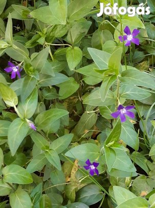 Eladó örökzöld kis meténg vinca lila virág