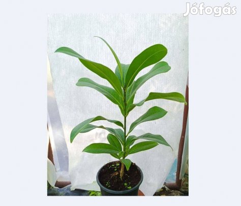 Eladó örökzöld magnólia!
