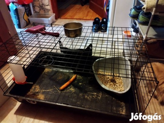 Eladó oroszlán nyúl ketreccel és hozzávalókkal együtt 