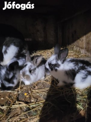 Eladó oroszlánfejű és házi nyulak