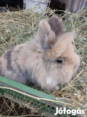 Elado oroszlánfejű nőstény nyulak