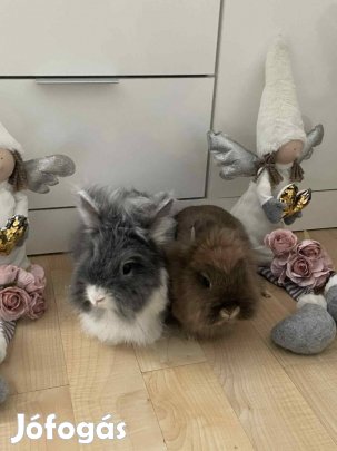 Eladó oroszlánfejű törpenyúl