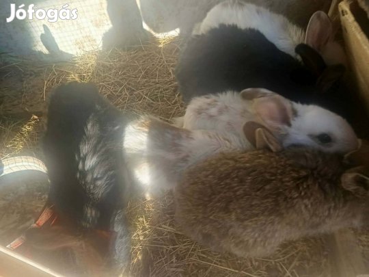 Eladó oroszlány fejű nyulak
