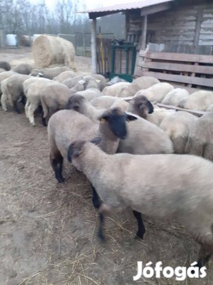 Eladó őshonos cigája