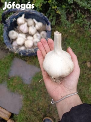 Eladó őszi fokhagyma a 18.kerületben