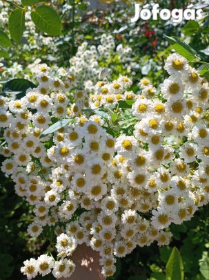 Eladó őszi margitvirág kerti évelő fehér virágú növény