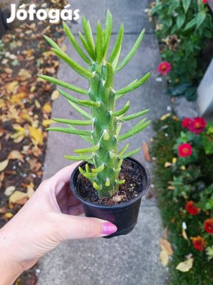 Eladó oszlop kaktusz
