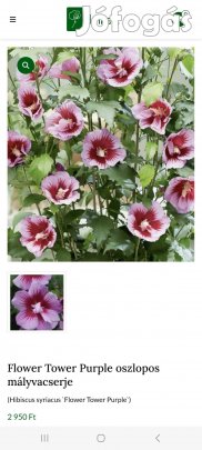 Eladó oszlopos mályvacserje