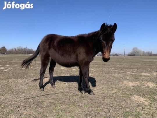 Eladó öszvér