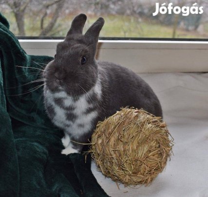 Eladó pannon fehér és törpe és házi nyulak