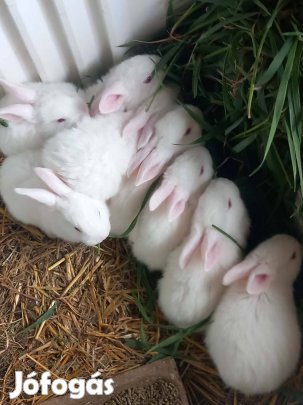 Eladó pannon fehér kis nyulak