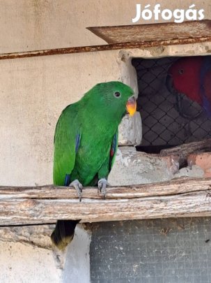 Eladó papagáj !