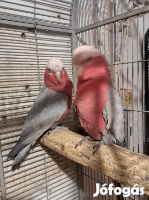 Eladó papagáj !