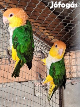 Eladó papagáj !