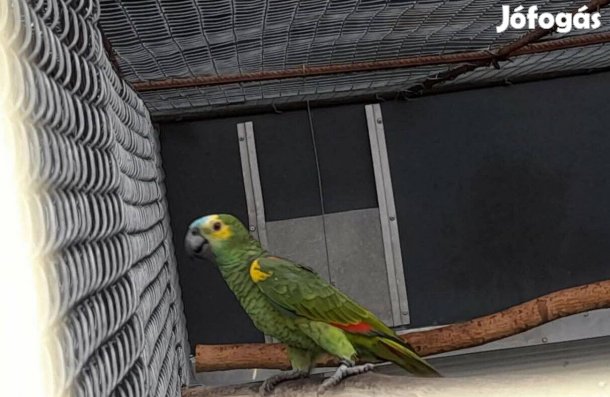 Eladó papagáj, papagájok