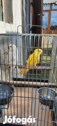 Eladó papagájok!