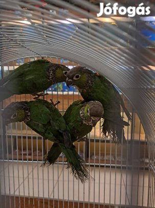 Eladó papagájok !