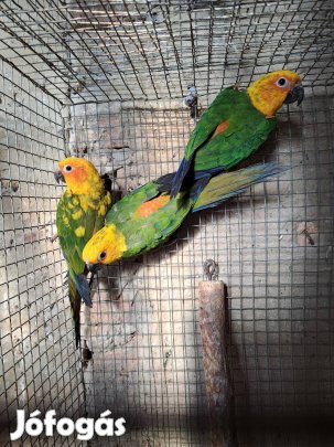 Eladó papagájok !