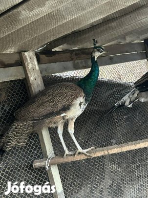 Eladó páva kakas