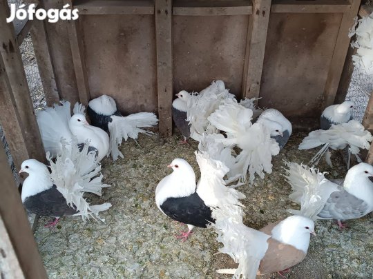 Eladó pávagalambok