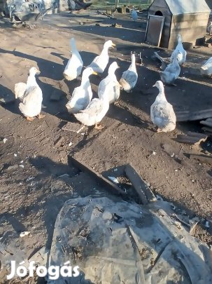 Eladó pecsenye kacsa
