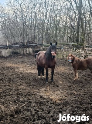 Eladó pej kanca ló