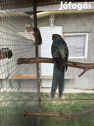 Eladó pennat és kis Sándor 