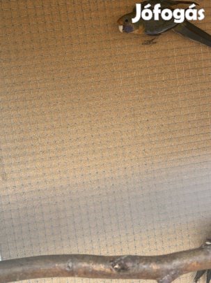 Eladó pennat papagájok 5db 