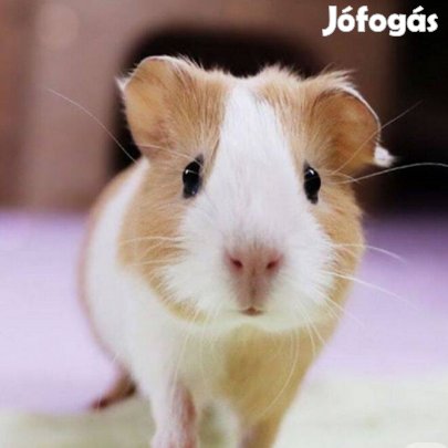 Eladó pici tengerimalacok