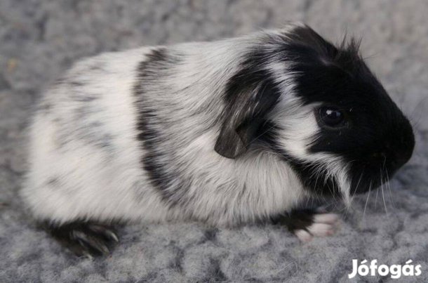 Eladó picike tengerimalackák