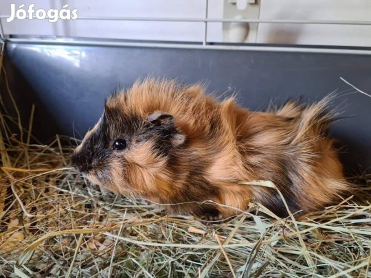 Eladó picúr kisfiú tengerimalacok